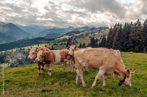 Cows in the mountains in the Swiss Alps on a cloudy day