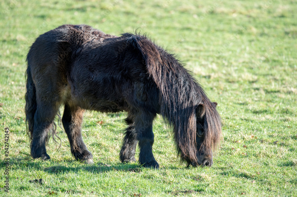 pony in the field pony in the field