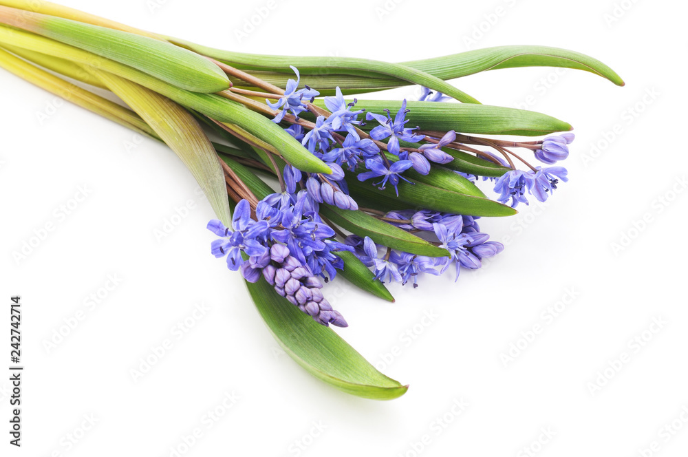 Obraz premium Bukiet z wiesiołka niebieskiego.