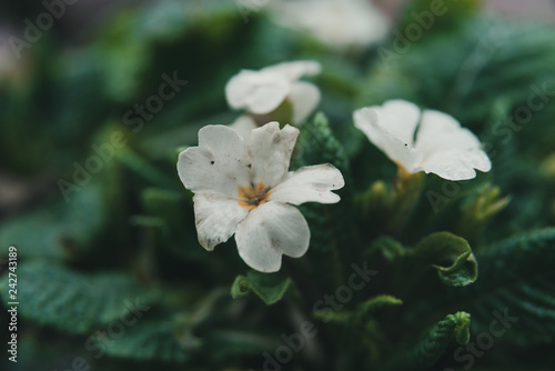 small white flowers with leaves