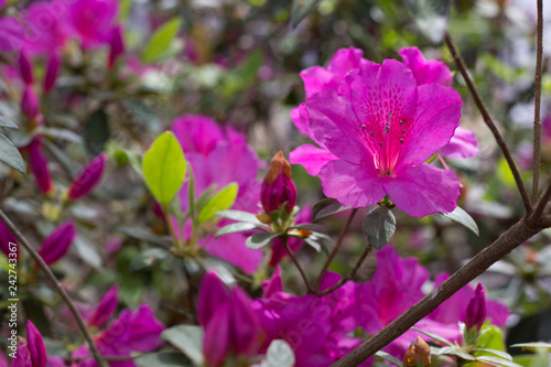 Pink Azalea flowers in Spring