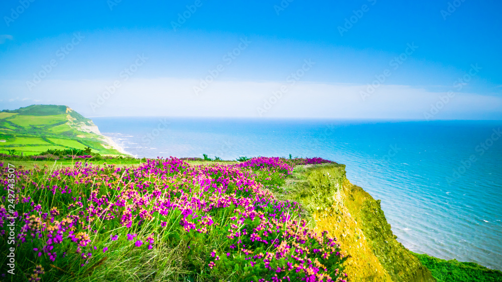 English holiday hilly countryside with purple flowers by English Channel / Sea. Golden Cap on jurassic coast in Dorset, UK. Photo with selective focus. - obrazy, fototapety, plakaty 