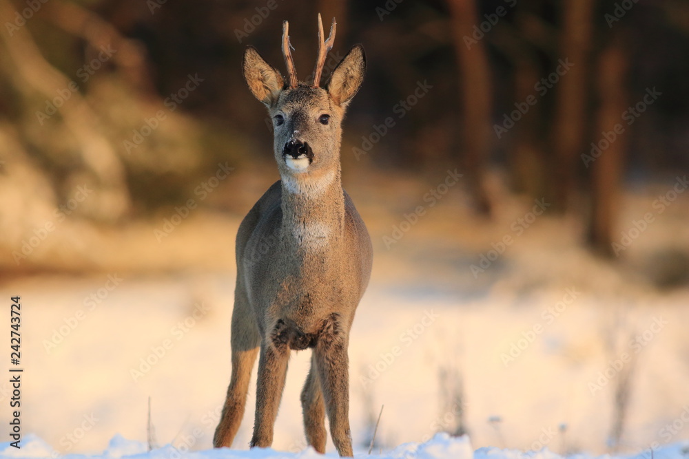 European Roe Deer (Capreolus Capreolus) on snow European Roe Deer (Capreolus Capreolus) on snow