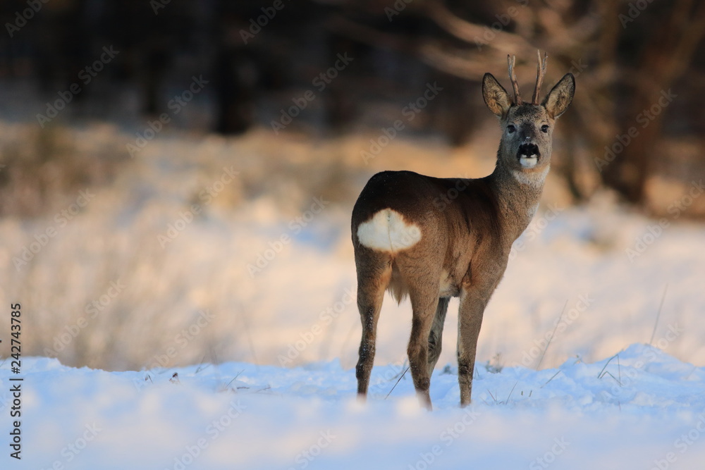 European Roe Deer (Capreolus Capreolus) on snow European Roe Deer (Capreolus Capreolus) on snow