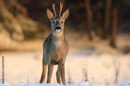 European Roe Deer (Capreolus Capreolus) on snow