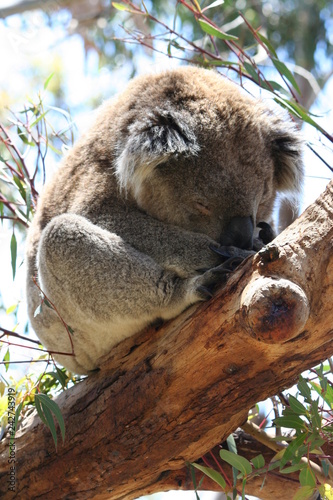 Koala in a tree in Australia