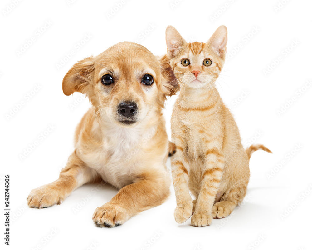 Cute Tan Color Kitten and Puppy Together