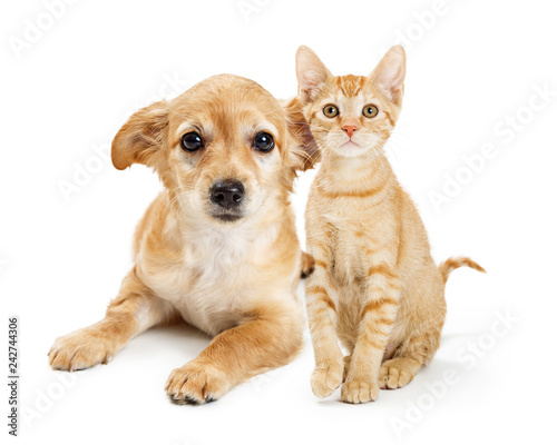 Cute Tan Color Kitten and Puppy Together