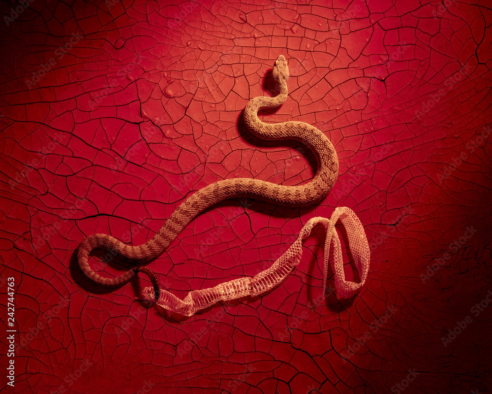 Fototapeta premium A diamond back rattlesnake sheds its skin on a red cracked clay background