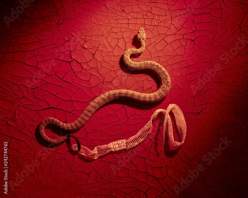 A diamond back rattlesnake sheds its skin on a red cracked clay background photo