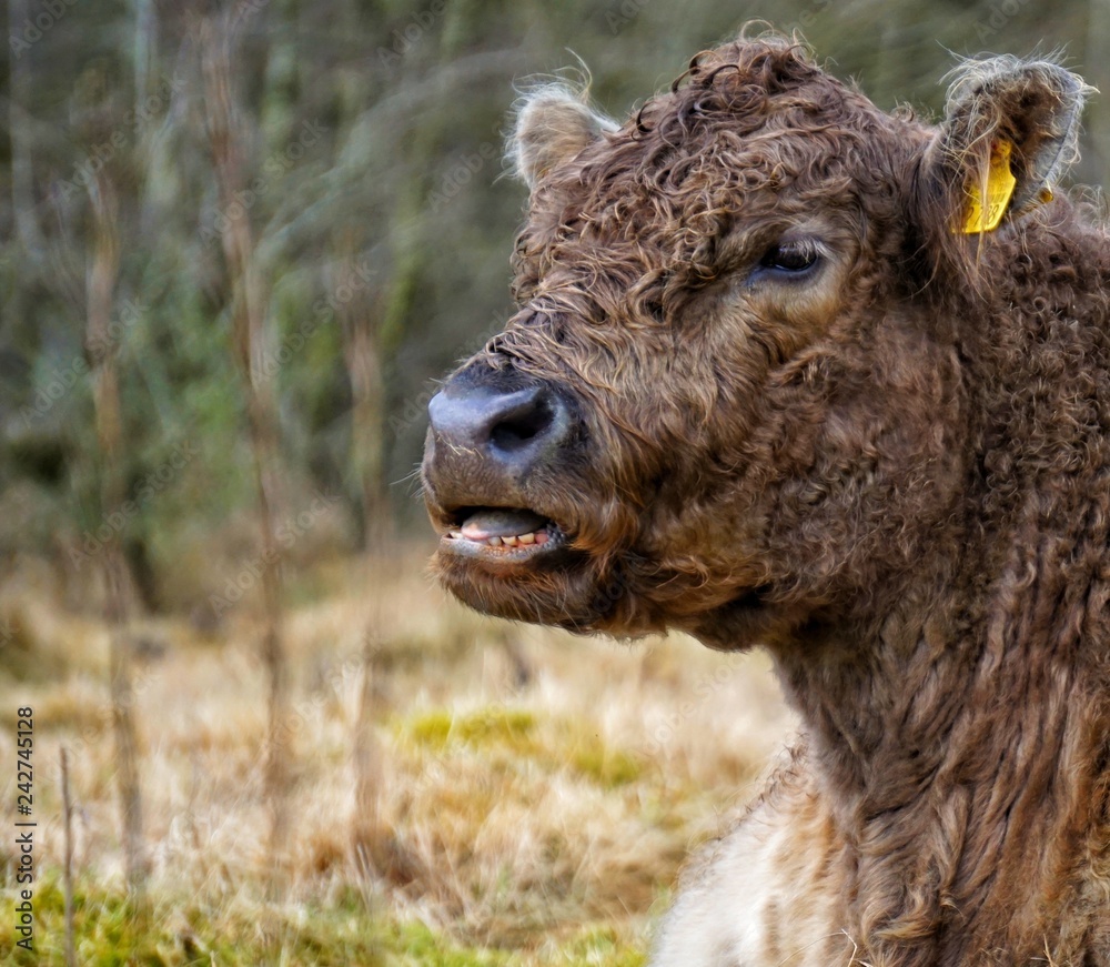 Fototapeta premium Galoway