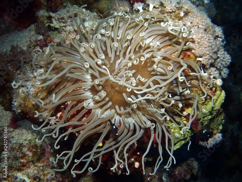 Leathery Sea Anemone, Fury Shoal, Red Sea, Egypt