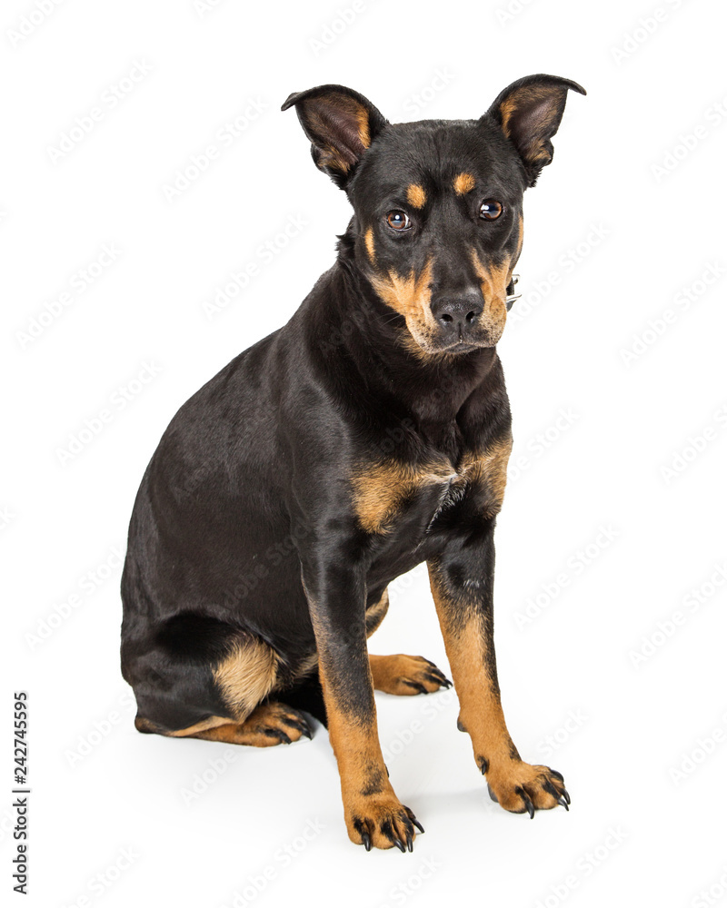 Doberman Pinscher Crossbreed Dog Sitting Looking Forward