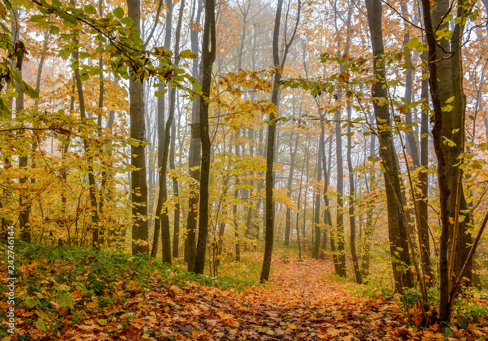 Fototapeta premium Upland Park is a landscape Park occupying the Orekhovaya mountain (174.2 m) at the Duderhof heights in Krasnoselsky district of St. Petersburg.