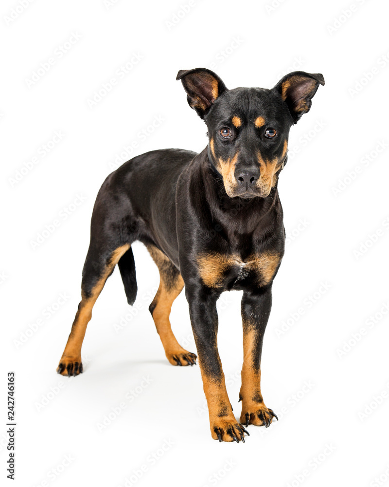 Doberman Pinscher Mixed Breed Dog Standing Isolated Doberman Pinscher Mixed Breed Dog Standing Isolated
