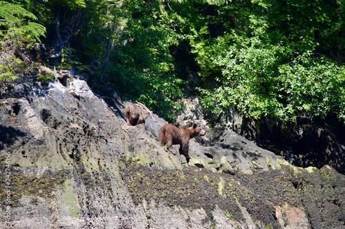 Grizzly family