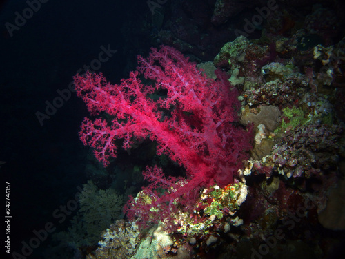 Soft coral, Red Sea, Egypt