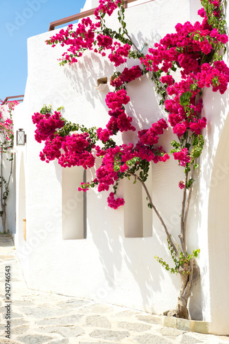 Red bougainvillea on a white wall in Greece