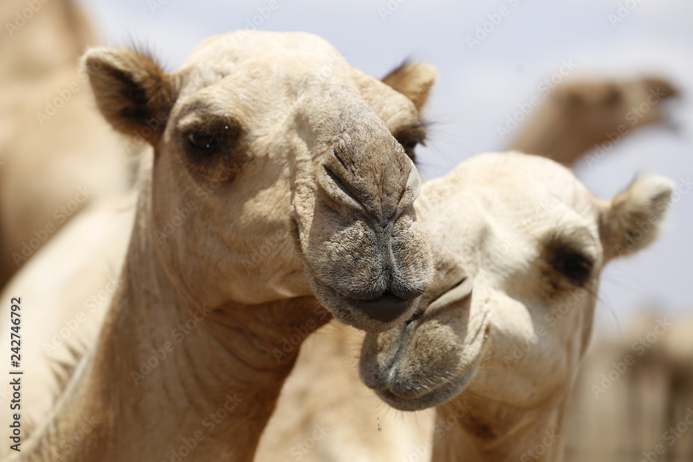 Fototapeta premium Close up of camels