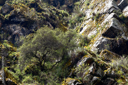 Detail of Andean forest on a slope in rocky outcrop, registered in Miraflores, Huancayo.