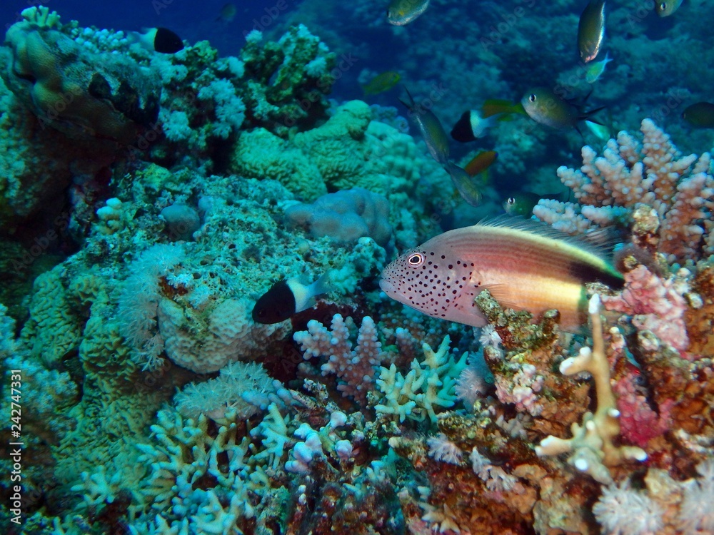 Freckled hawkfish, Marsa Alam area, Egypt