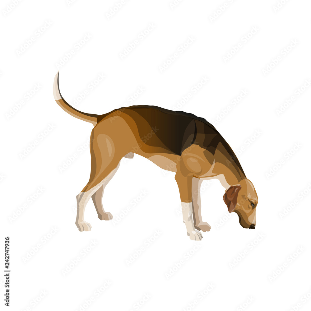 Obraz premium Hunting dog vector