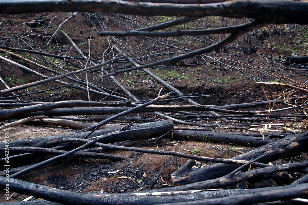 Cutting and burning of eucalyptus trees cut and thrown on the road, a destructive practice Cutting and burning of eucalyptus trees cut and thrown on the road, a destructive practice