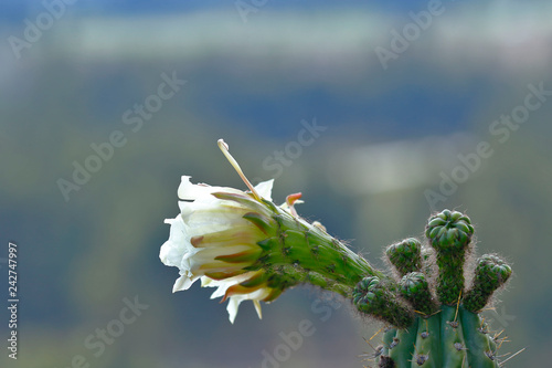 San pedro (Echinopsis pachanoi), flowering detail of cactus with white flower. photo