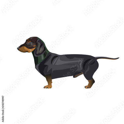 Dachshund dog vector
