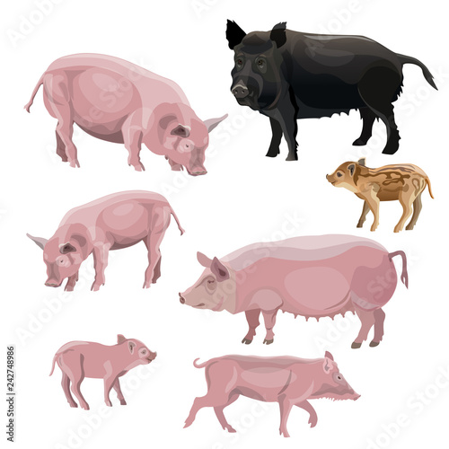 Domestic pig vector © Hennadii