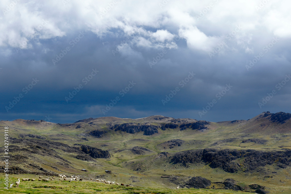 Group of alpacas (vicugna pacos) walking on an imposing Andean landscape where the storm is approaching