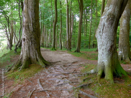 Forest path in spring photo