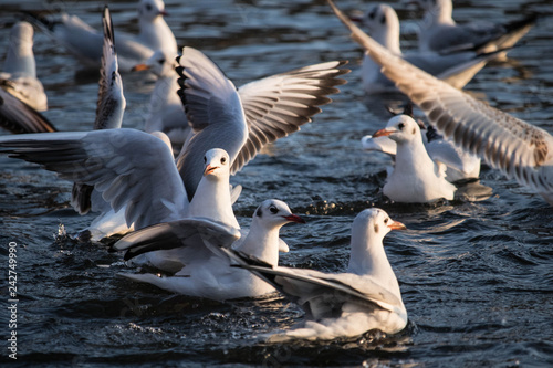Möven auf dem hamburger Stadtparksee