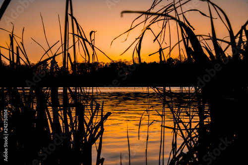 Schilf am See zum Sonnenuntergang