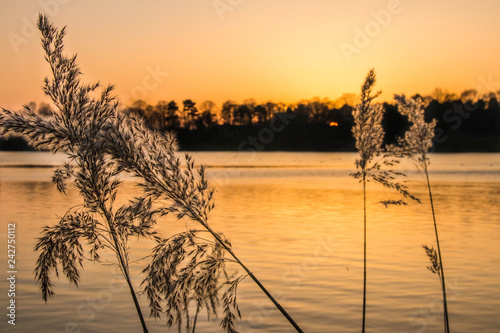 Schilf am See zum Sonnenuntergang