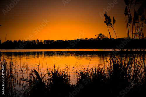 Schilf am See zum Sonnenuntergang