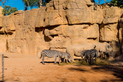 Fototapeta Naklejka Na Ścianę i Meble -  Rhynos and Grant's Zebras