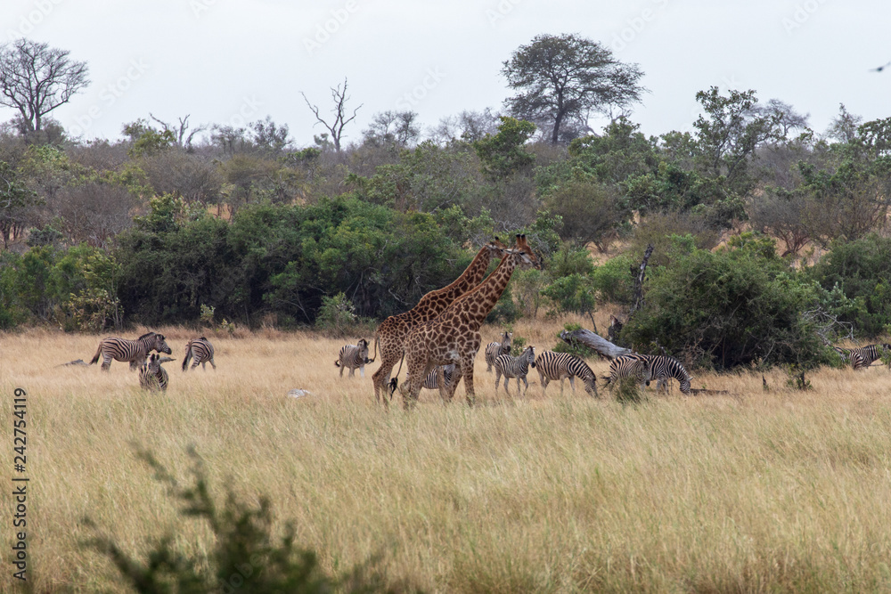 Fototapeta premium Giraffe 16