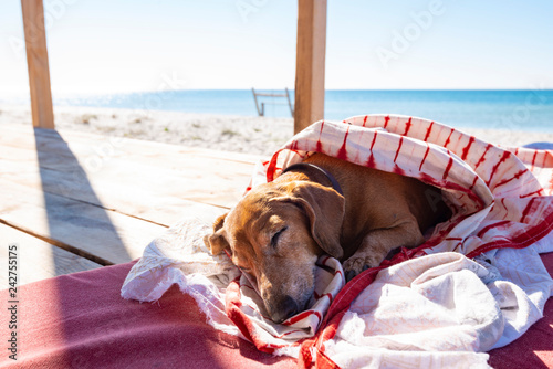 Fototapeta Naklejka Na Ścianę i Meble -  Funny small dog sleeps under a blanket, lying on the bungalow