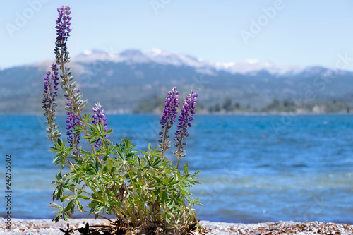 flowers on the beach