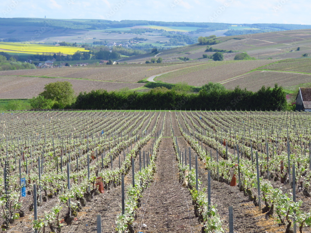 Croissance de la vigne au printemps, en Champagne (France)