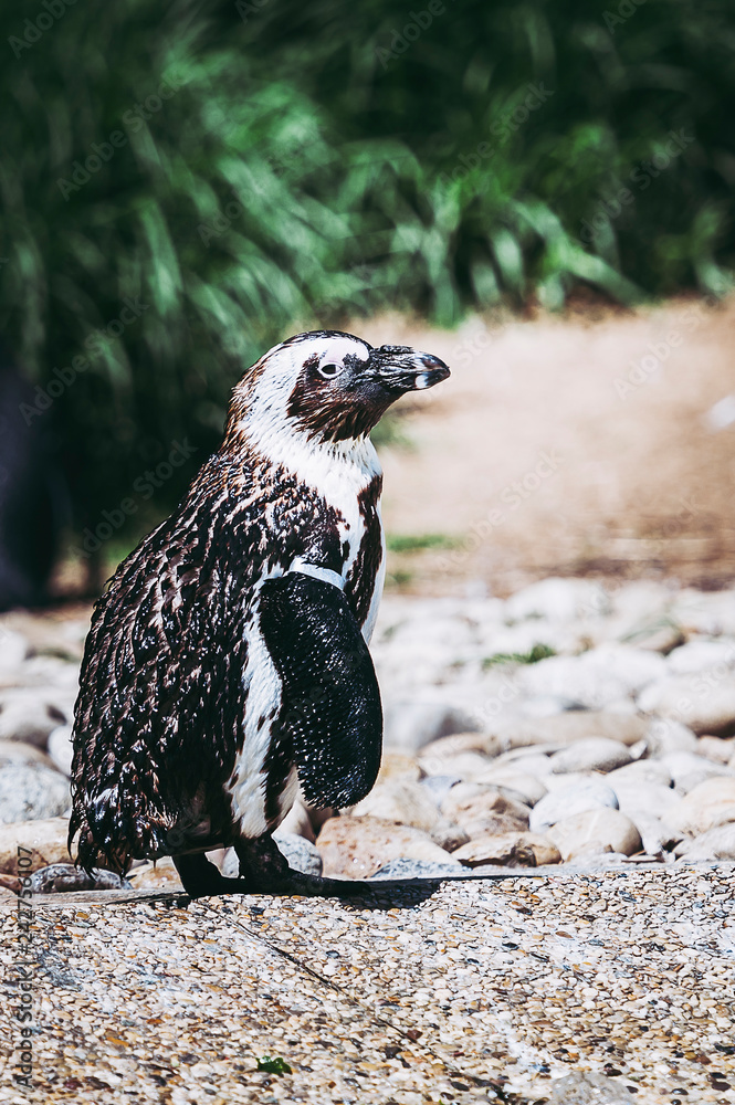 Fototapeta premium Manchot du Cap