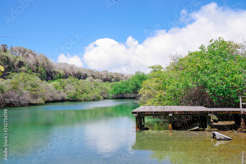View of wooden path close to lagoon located in the manrgove on San Cristobal Island, Galapagos Islands