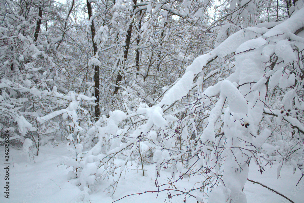 snow in the winter forest, snow covered trees snow in the winter forest, snow covered trees