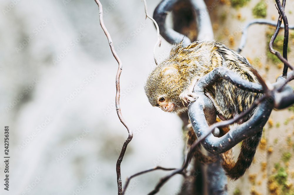 Fototapeta premium Petit singe ouistiti pygmée