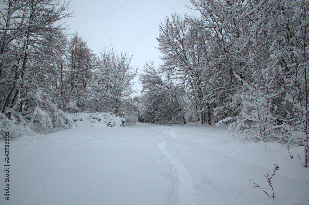 snow in the winter forest, snow covered trees snow in the winter forest, snow covered trees