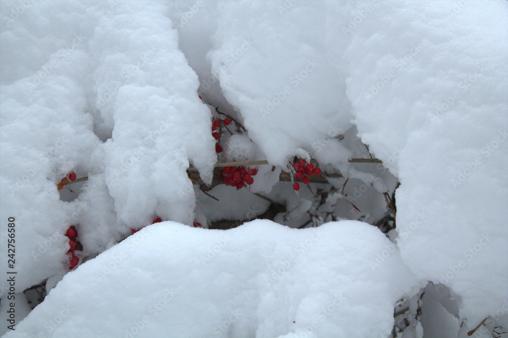 snow in the winter forest, snow covered trees snow in the winter forest, snow covered trees