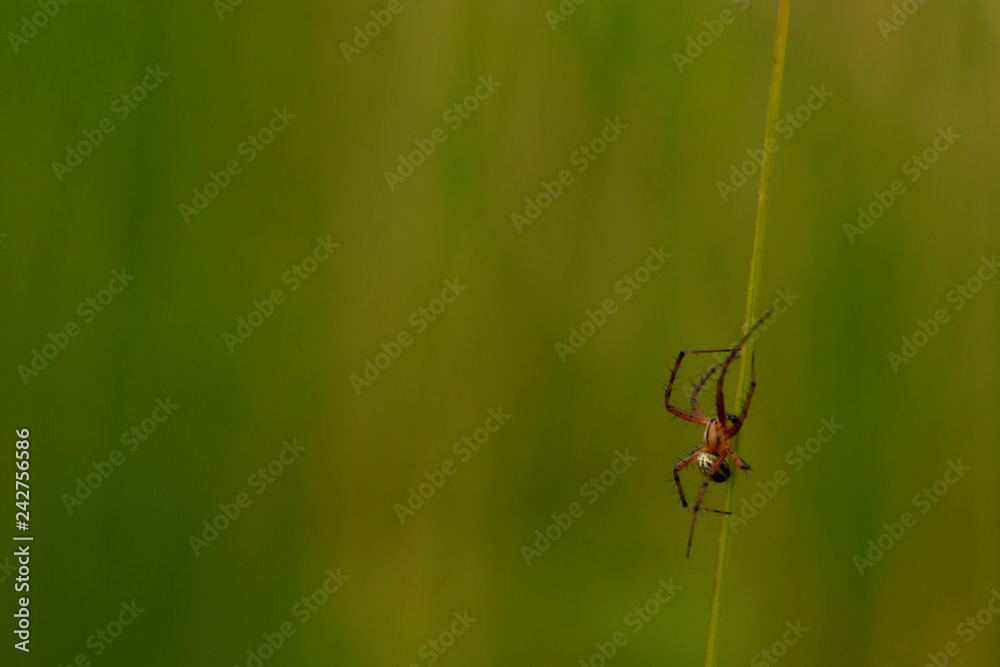 Red spider climbing on a green straw. tiny mini spider close up on a green background. Theridiidae spider on action Red spider climbing on a green straw. tiny mini spider close up on a green background. Theridiidae spider on action