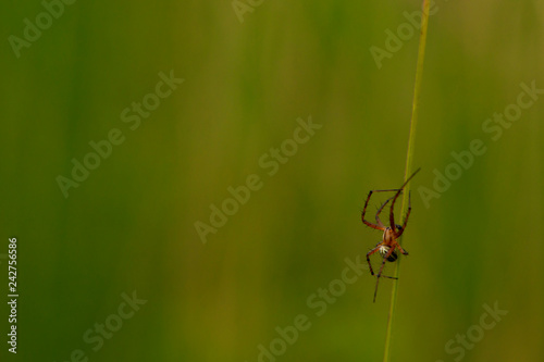 Red spider climbing on a green straw. tiny mini spider close up on a green background. Theridiidae spider on action