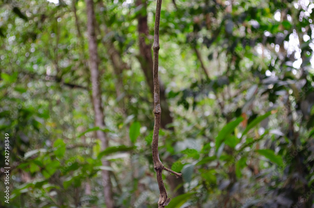 Fototapeta premium árbol
